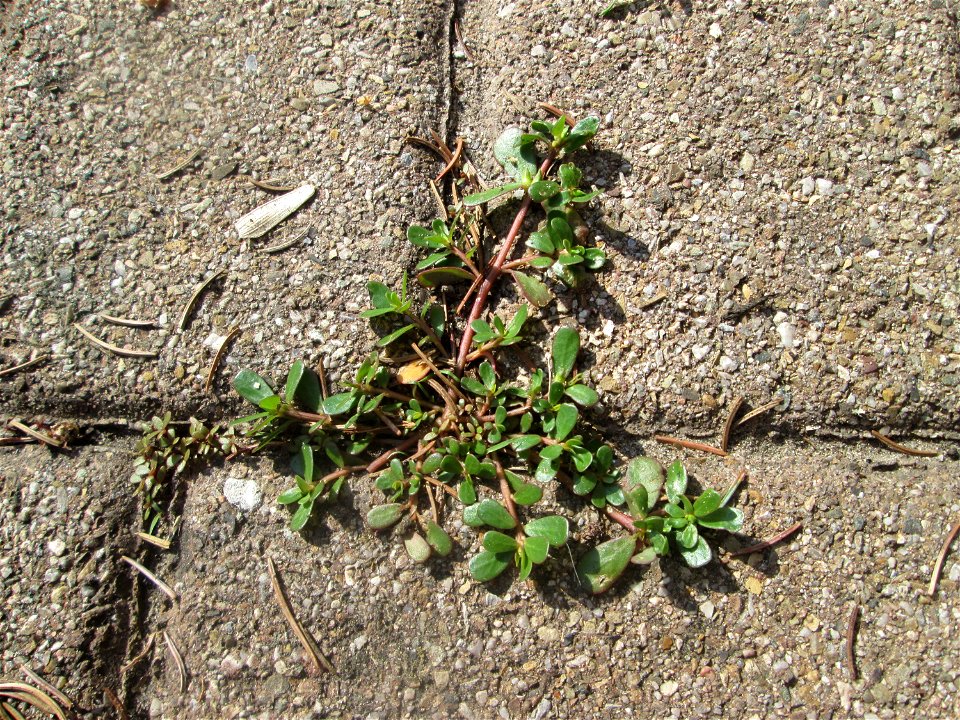 Ritzenbotanik: erster Portulak (Portulaca oleracea) auf Pflasterstein Hockenheim