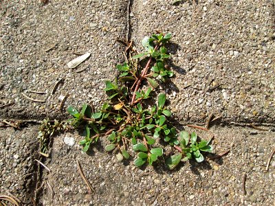 Ritzenbotanik: erster Portulak (Portulaca oleracea) auf Pflasterstein Hockenheim