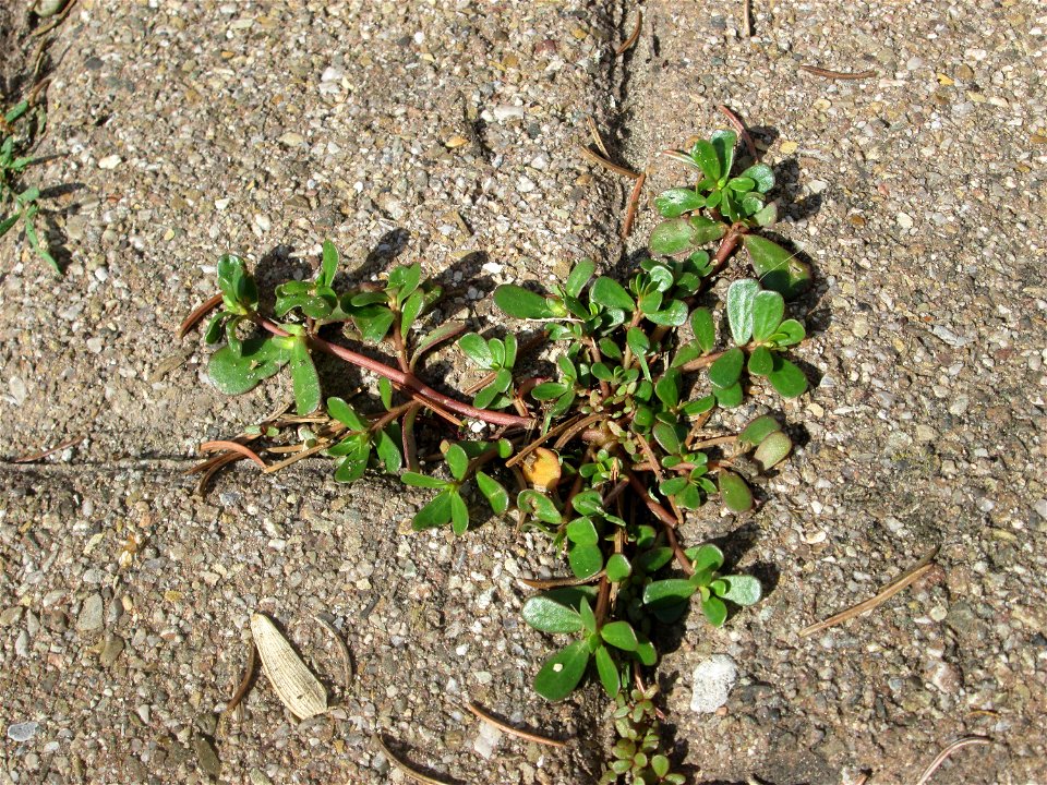 Ritzenbotanik: erster Portulak (Portulaca oleracea) auf Pflasterstein Hockenheim