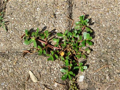 Ritzenbotanik: erster Portulak (Portulaca oleracea) auf Pflasterstein Hockenheim