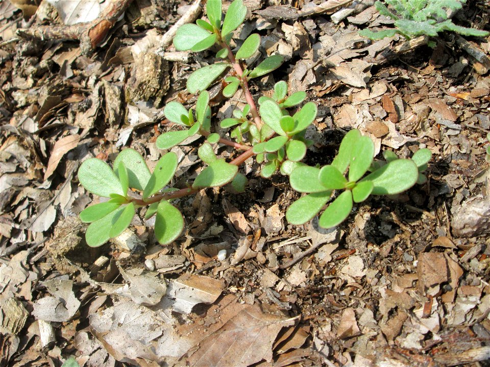 Portulak (Portulaca oleracea) in der Schwetzinger Hardt