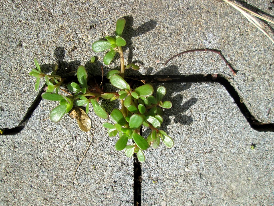 Portulak (Portulaca oleracea) auf Pflasterstein in Hockenheim