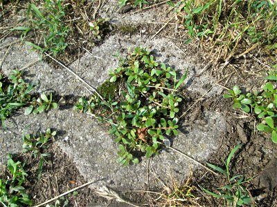 Portulak (Portulaca oleracea) auf Pflasterstein in Hockenheim