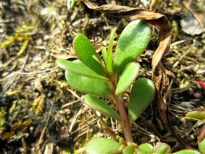 Portulak (Portulaca oleracea) auf einer Parkplatzwiese in Hockenheim