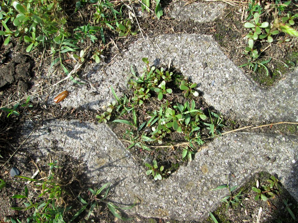 Portulak (Portulaca oleracea) auf Pflasterstein in Hockenheim