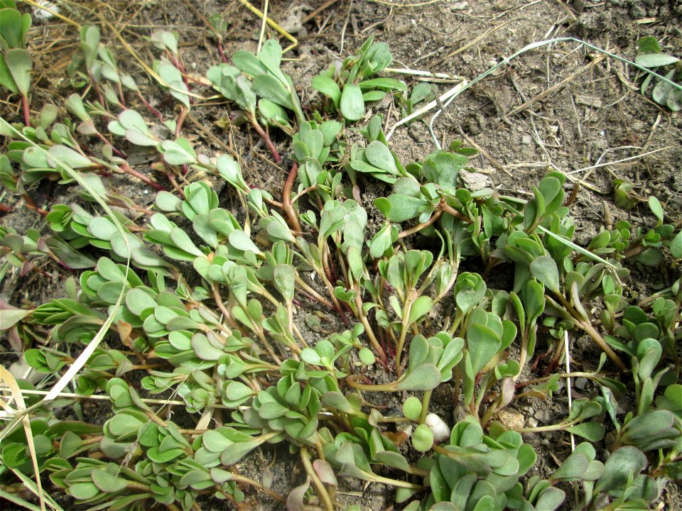 Portulak (Portulaca oleracea) auf einer Brücke im Landschaftsschutzgebiet „Hockenheimer Rheinbogen“
