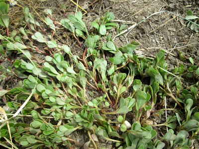 Portulak (Portulaca oleracea) auf einer Brücke im Landschaftsschutzgebiet „Hockenheimer Rheinbogen“