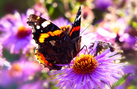 Nozzle apiformes animals