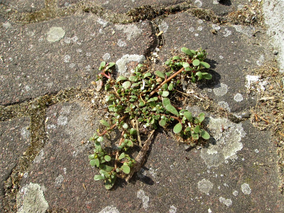 Portulak (Portulaca oleracea) auf Pflasterstein in Hockenheim