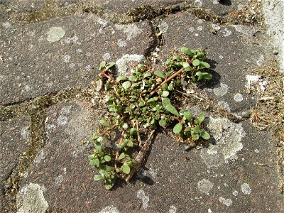 Portulak (Portulaca oleracea) auf Pflasterstein in Hockenheim