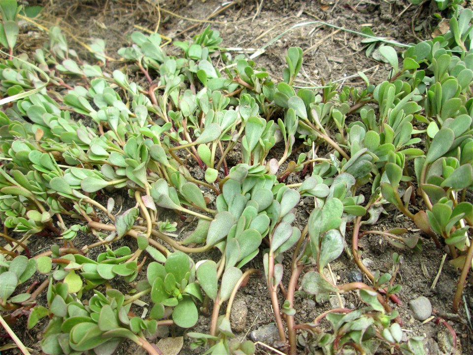 Portulak (Portulaca oleracea) auf einer Brücke im Landschaftsschutzgebiet „Hockenheimer Rheinbogen“