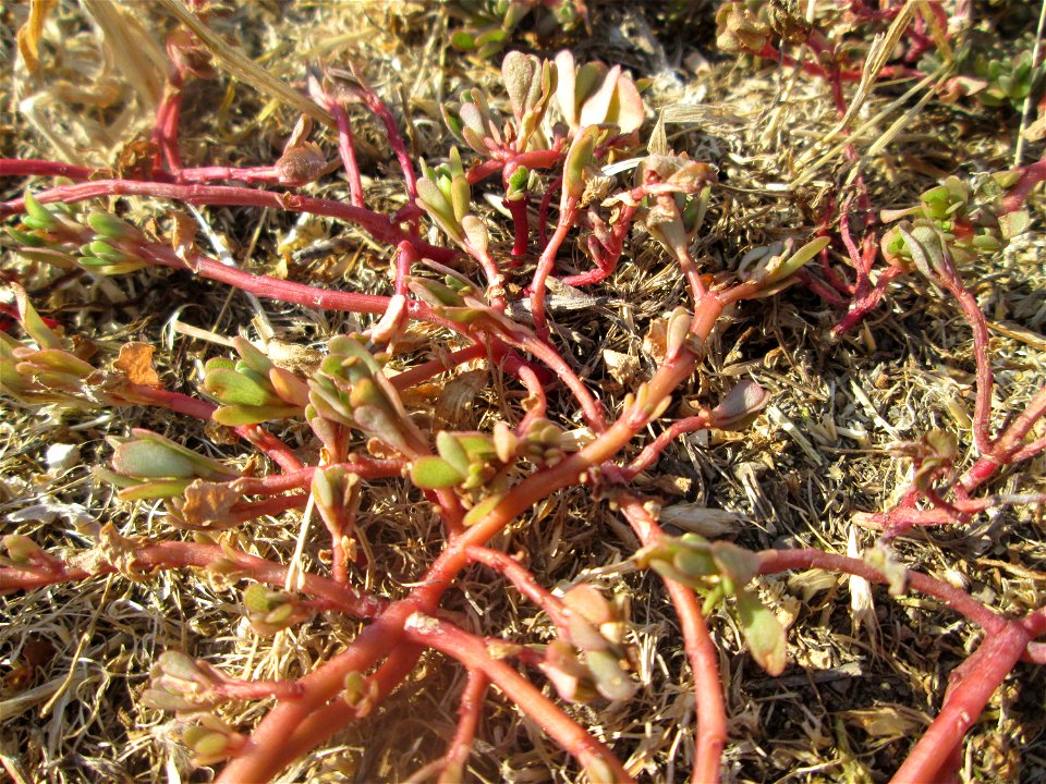 Portulak (Portulaca oleracea) auf einer Parkplatzwiese in Hockenheim - die anhaltende Trockenheit macht selbst dieser Sukkulente zu schaffen