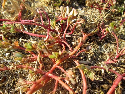 Portulak (Portulaca oleracea) auf einer Parkplatzwiese in Hockenheim - die anhaltende Trockenheit macht selbst dieser Sukkulente zu schaffen