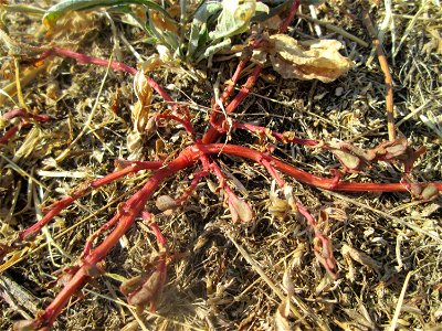 Portulak (Portulaca oleracea) auf einer Parkplatzwiese in Hockenheim - die anhaltende Trockenheit macht selbst dieser Sukkulente zu schaffen