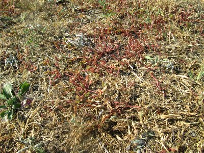 Portulak (Portulaca oleracea) auf einer Parkplatzwiese in Hockenheim - die anhaltende Trockenheit macht selbst dieser Sukkulente zu schaffen
