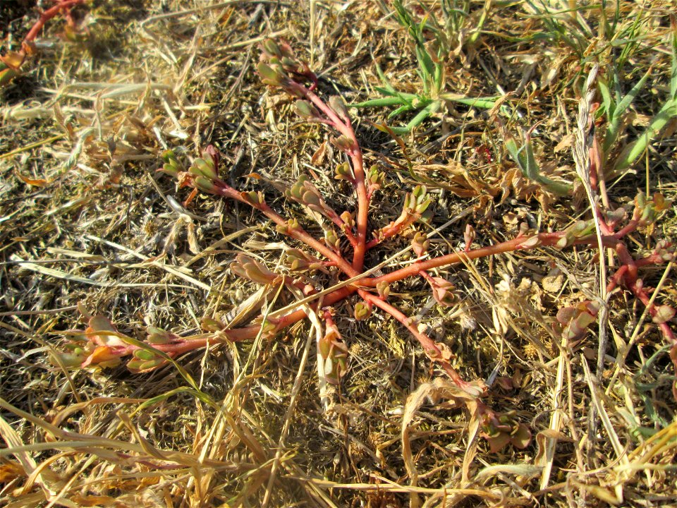 Portulak (Portulaca oleracea) auf einer Parkplatzwiese in Hockenheim - die anhaltende Trockenheit macht selbst dieser Sukkulente zu schaffen