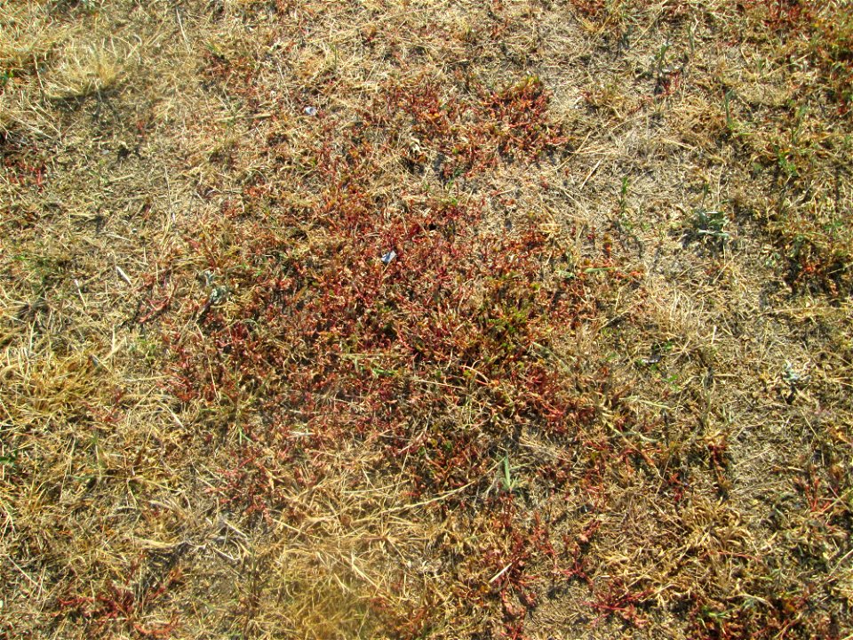 Portulak (Portulaca oleracea) auf einer Parkplatzwiese in Hockenheim - die anhaltende Trockenheit macht selbst dieser Sukkulente zu schaffen