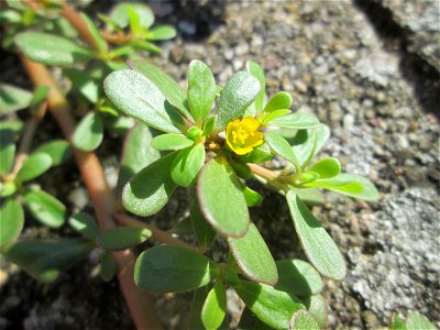 Portulak (Portulaca oleracea) auf Pflasterstein in Hockenheim mit winzigen Blüten