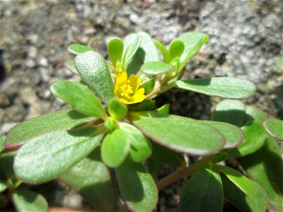 Portulak (Portulaca oleracea) auf Pflasterstein in Hockenheim mit winziger Blüte