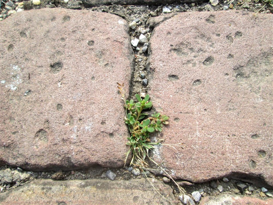 Portulak (Portulaca oleracea) auf Pflasterstein im Hof von Schloss Schwetzingen