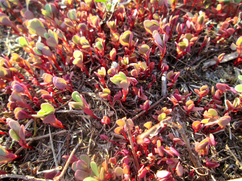 Portulak (Portulaca oleracea) auf einer Parkplatzwiese in Hockenheim - nachdem die Wiese gemäht wurde, wächst der Portulak neu