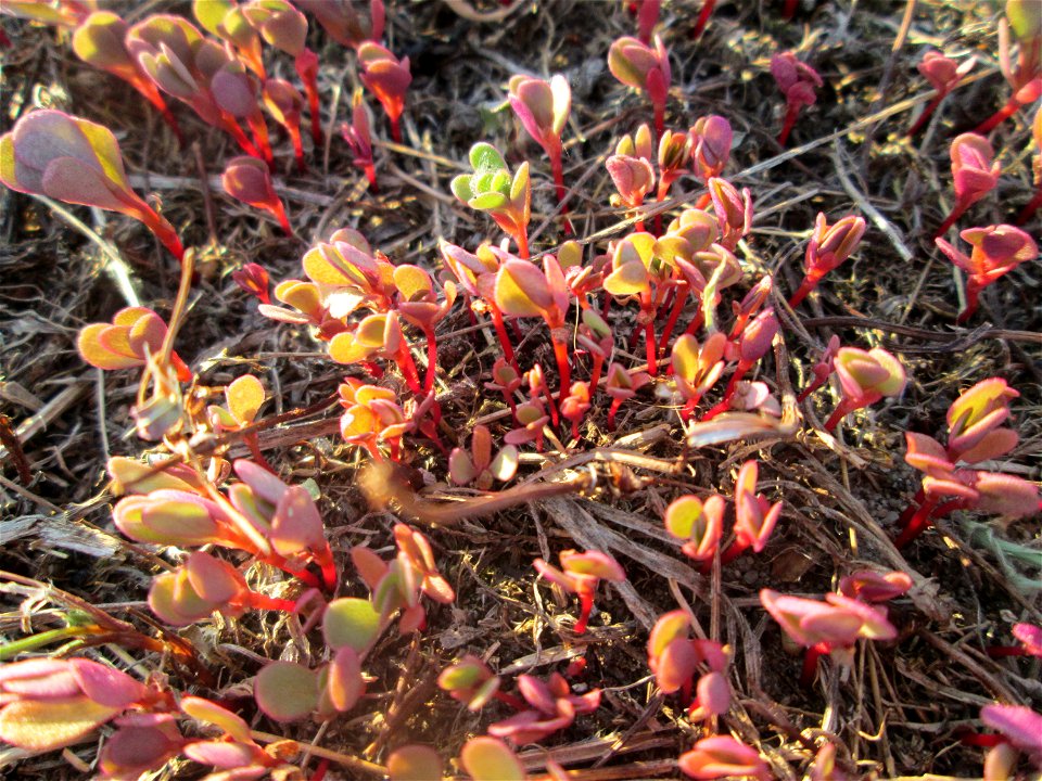 Portulak (Portulaca oleracea) auf einer Parkplatzwiese in Hockenheim - nachdem die Wiese gemäht wurde, wächst der Portulak neu