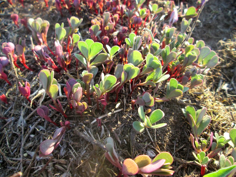 Portulak (Portulaca oleracea) auf einer Parkplatzwiese in Hockenheim - nachdem die Wiese gemäht wurde, wächst der Portulak neu