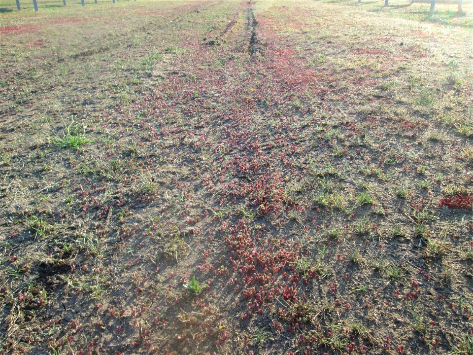 Habitat von jungem Portulak (Portulaca oleracea) auf einer Parkplatzwiese in Hockenheim
