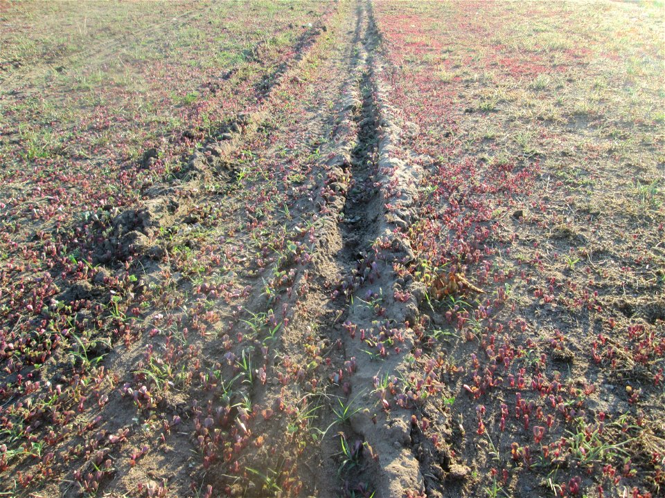 Habitat von jungem Portulak (Portulaca oleracea) auf einer Parkplatzwiese in Hockenheim