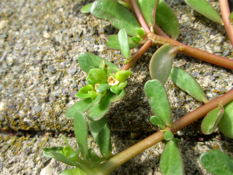 Portulak (Portulaca oleracea) in Saarbrücken