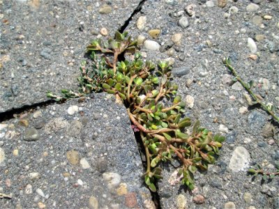 Portulak (Portulaca oleracea) auf Pflasterstein in Schwetzingen