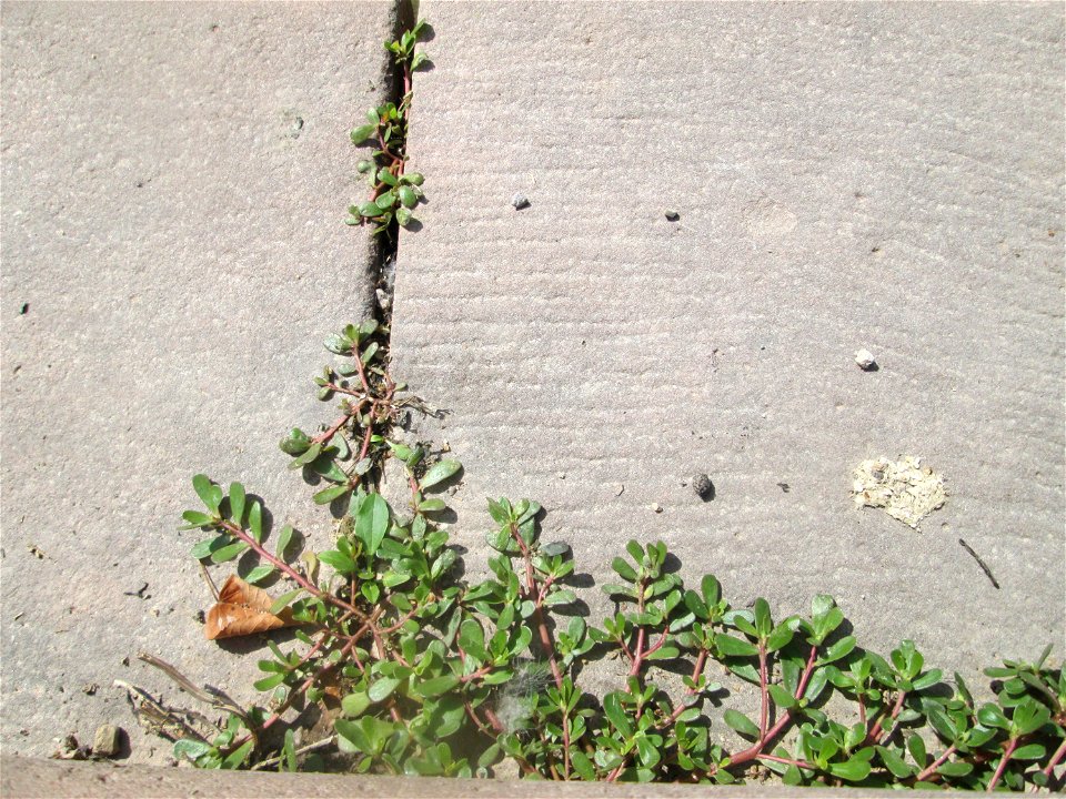Portulak (Portulaca oleracea) im Schwetzinger Schlossgarten