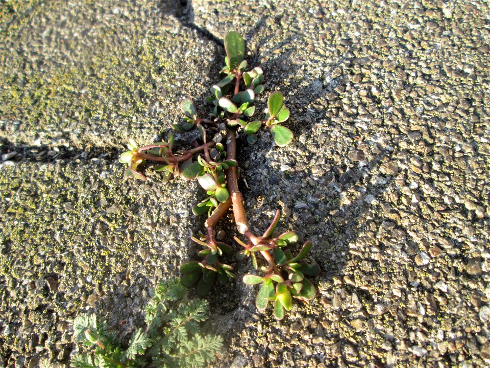 Portulak (Portulaca oleracea) am Hauptbahnhof Mannheim