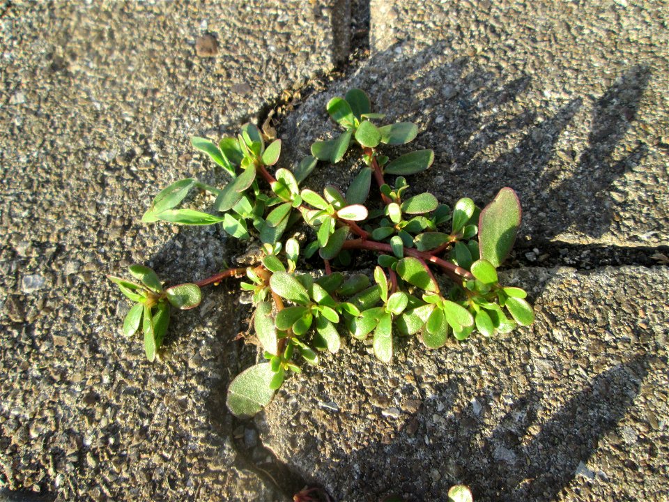 Portulak (Portulaca oleracea) am Hauptbahnhof Mannheim
