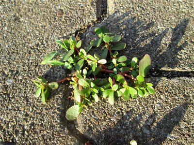 Portulak (Portulaca oleracea) am Hauptbahnhof Mannheim