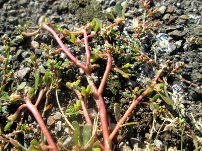 Portulak (Portulaca oleracea) auf Pflasterstein in Hockenheim photo