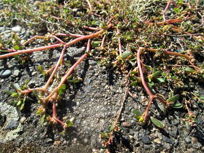 Portulak (Portulaca oleracea) auf Pflasterstein in Hockenheim