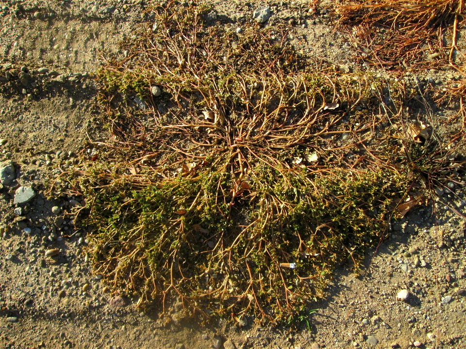 Portulak (Portulaca oleracea) auf einer sandigen Brachfläche einer Baustelle in Hockenheim