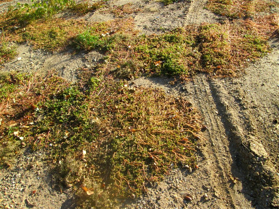 Portulak (Portulaca oleracea) auf einer sandigen Brachfläche einer Baustelle in Hockenheim