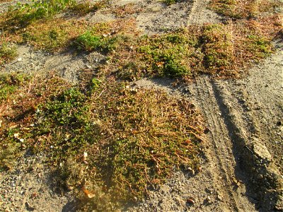 Portulak (Portulaca oleracea) auf einer sandigen Brachfläche einer Baustelle in Hockenheim