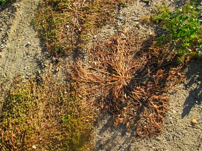 Portulak (Portulaca oleracea) auf einer sandigen Brachfläche einer Baustelle in Hockenheim
