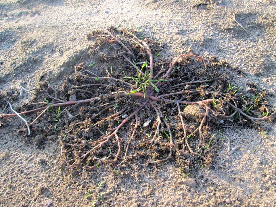Portulak (Portulaca oleracea) an einem Spargelfeld bei Reilingen - häufig auf offenen Sandflächen von Feldrändern