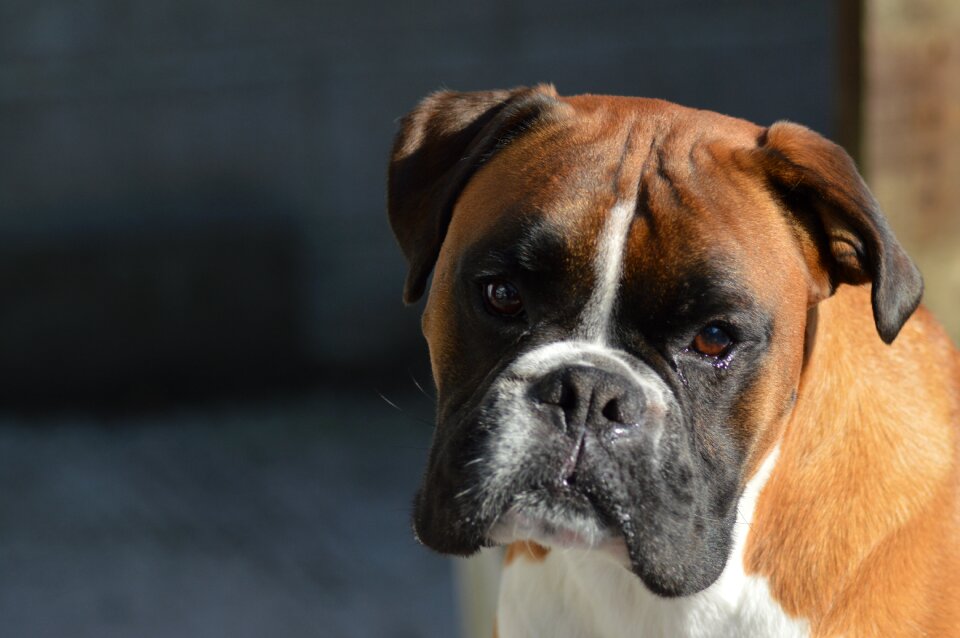 Dog pet royalty free