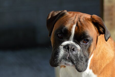 Dog pet royalty free