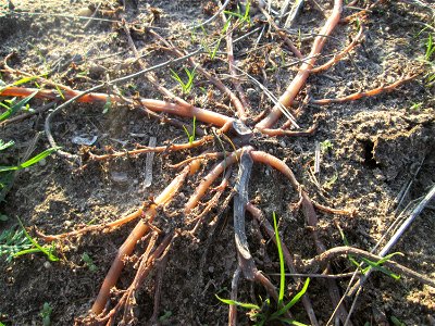 Portulak (Portulaca oleracea) an einem Spargelfeld bei Reilingen - häufig auf offenen Sandflächen von Feldrändern