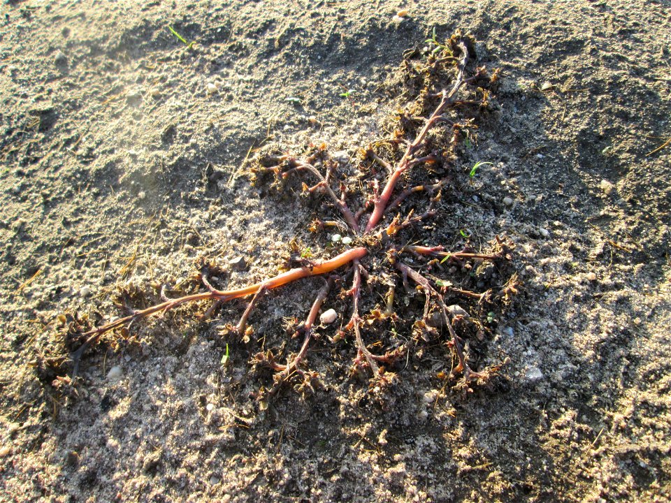 Portulak (Portulaca oleracea) an einem Spargelfeld bei Reilingen - häufig auf offenen Sandflächen von Feldrändern