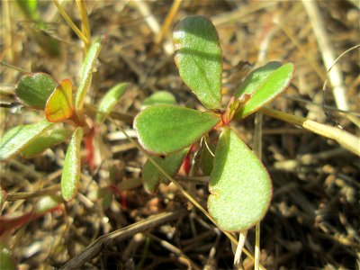Portulak (Portulaca oleracea) auf einer Parkplatzwiese in Hockenheim