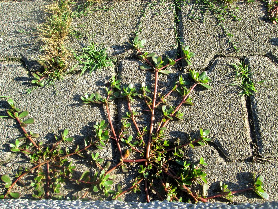Portulak (Portulaca oleracea) am Bahnhof Hockenheim