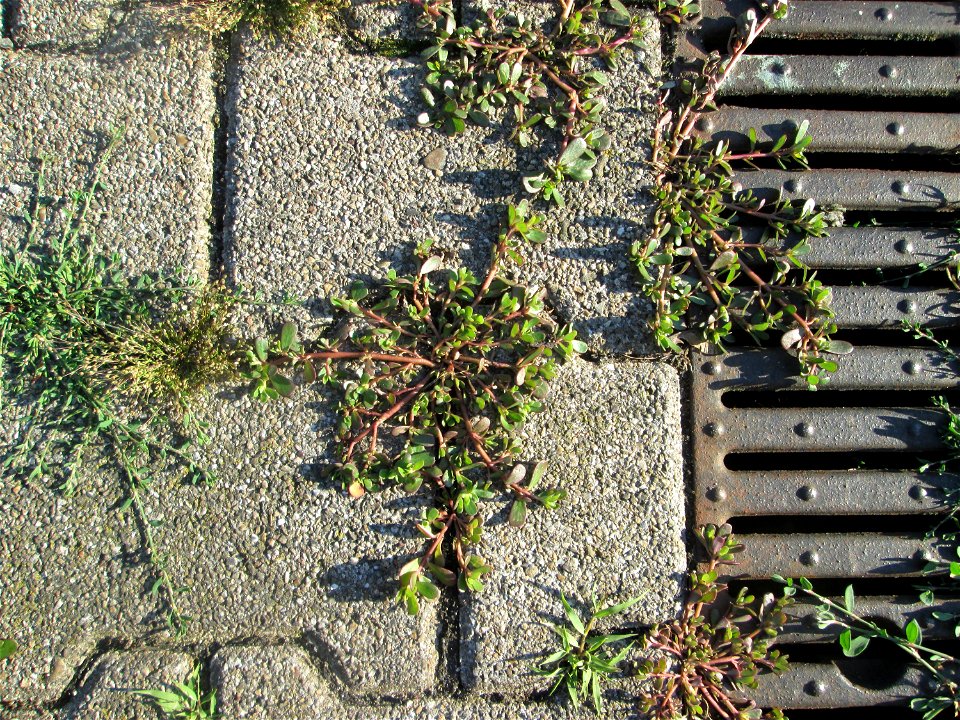 Portulak (Portulaca oleracea) am Bahnhof Hockenheim