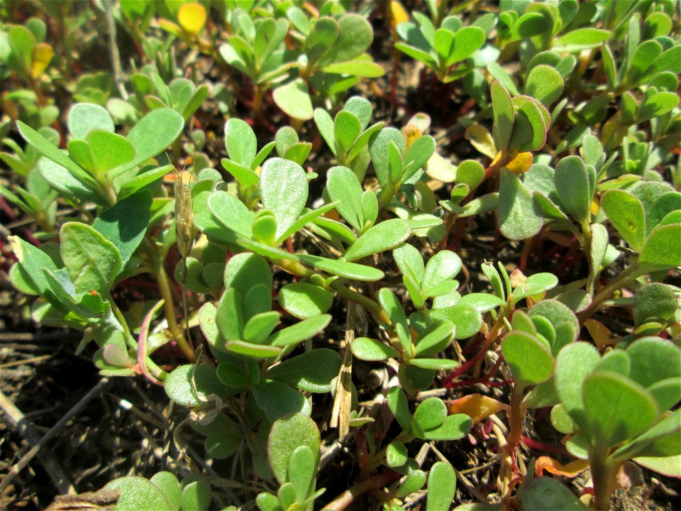Portulak (Portulaca oleracea) auf einer Parkplatzwiese in Hockenheim